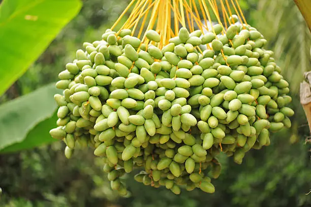 Date-tree with ripe dates