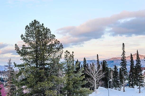 Ski resort Sheregesh, Russia. Ski resort Sheregesh, Green mountain, Mountain Shoria, Kemerovo region, Russia. Sheregesh stock pictures, royalty-free photos & images