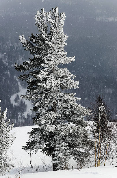 istock Ski resort Sheregesh, Russia. 462525901