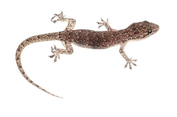 istock Chinese Oriental leaftoed gecko 462525915