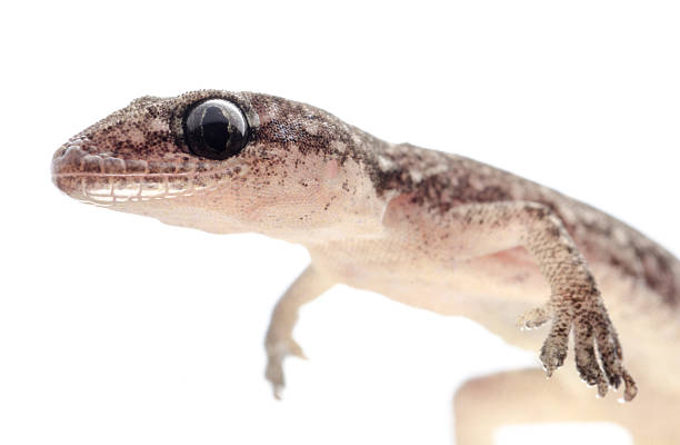 istock Chinese Oriental leaftoed gecko 462525997
