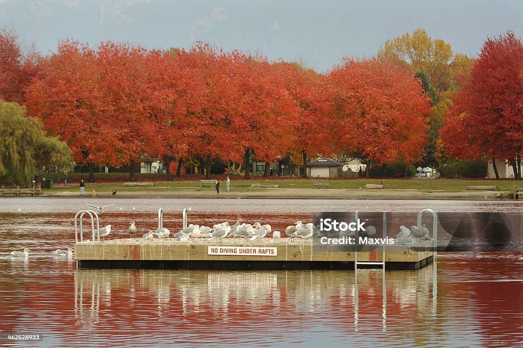 Trout Lake, John Hendry Park, Vancouver The Trout Lake swim float in autumn, after the swimming season is finished, is taken over by seagulls. John Hendry Park, Vancouver, British Columbia, Canada. Trout Lake Stock Photo