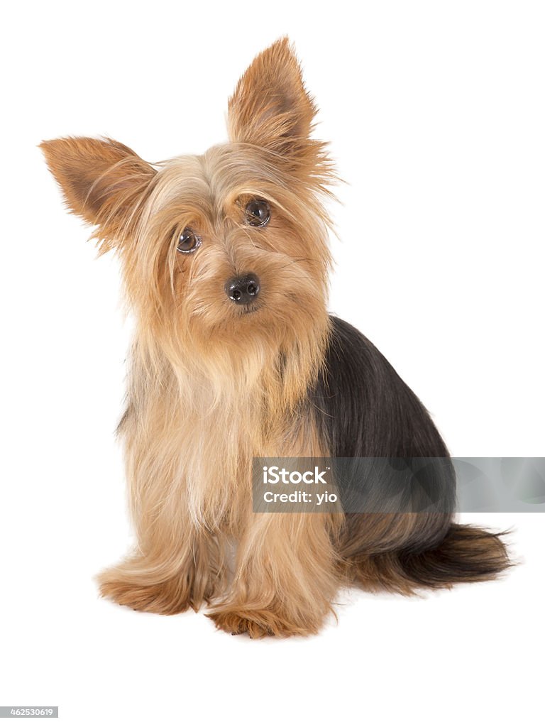 Yorkshire Terrier Dog Male Yorkshire Terrier dog, one year old, isolated over white Animal Stock Photo