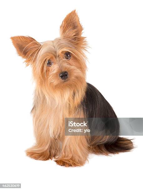 Yorkshire Terrier Dog Stock Photo - Download Image Now - Animal, Black Color, Canine - Animal