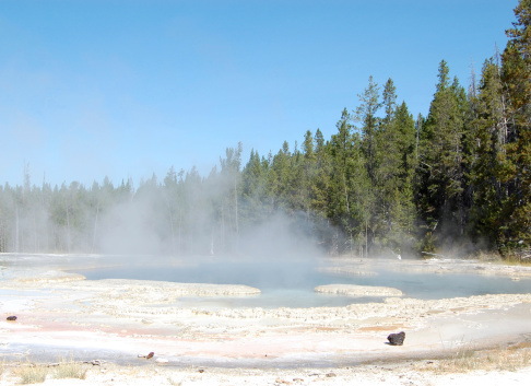 Yellowstone Solitary geyser with trees in the background