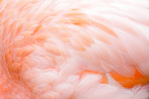 Pink flamingo feather background close up