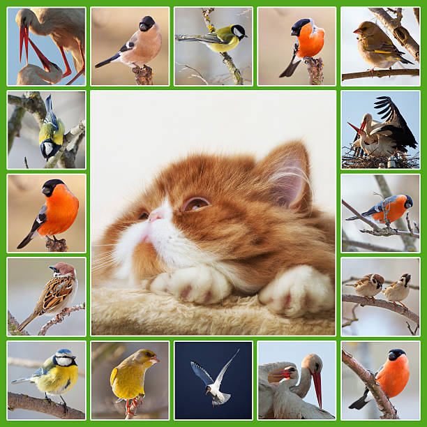 istock Collage with Persian kitten and birds 462535839