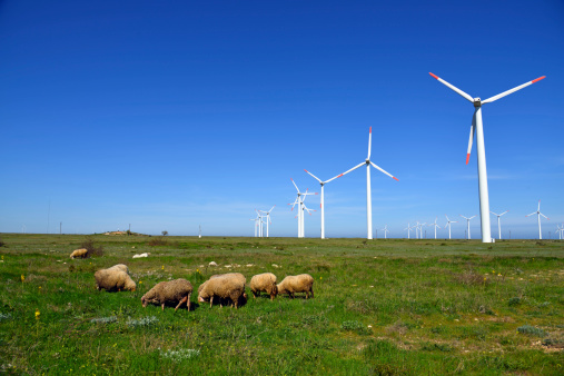 Sheep and rams in the field against wind turbines