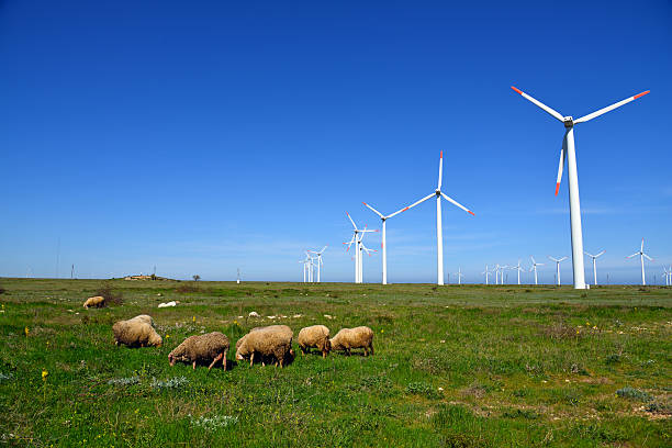 Sheep and rams in the field against wind turbines Sheep and rams in the field against wind turbines sheep flock stock pictures, royalty-free photos & images