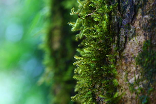 gros plan de la mousse sur - bark textured close up tree photos et images de collection