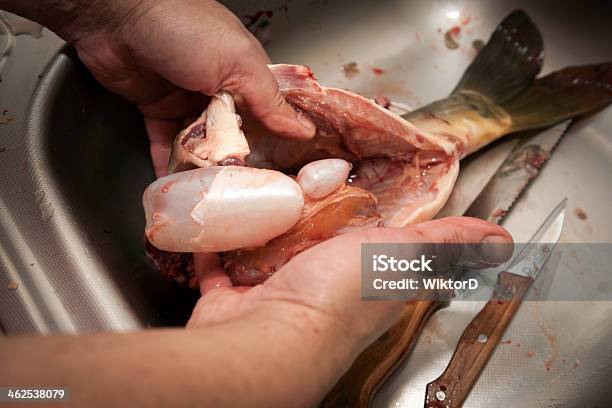 Carp Fish Preparation Stock Photo - Download Image Now - Adult, Animal, Animal Blood