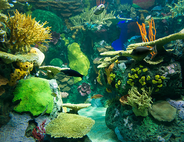 istock Scenes of the coral reef 462538105