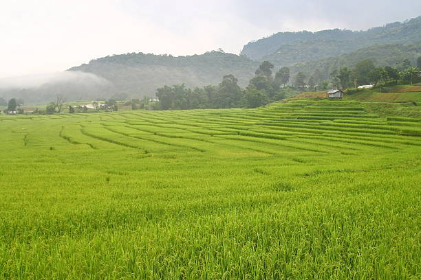 istock green rice field in Thailand 462539153