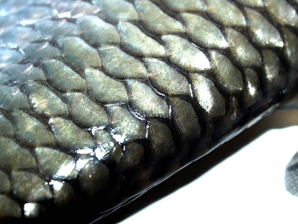 istock Fish Raw in market for cooking 462541777