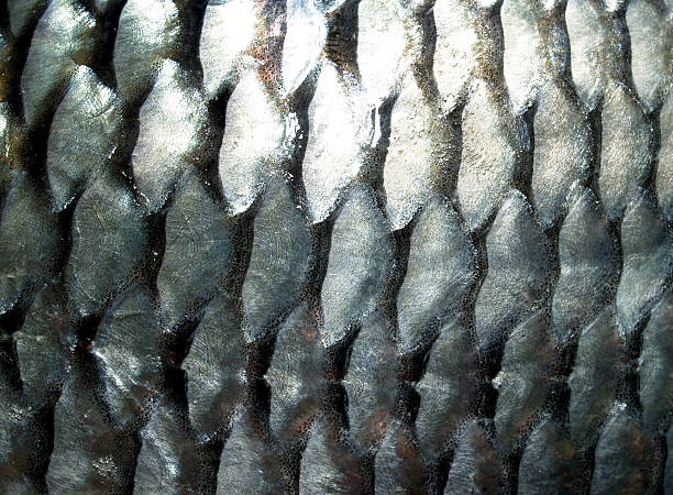 istock Fish Raw in market for cooking 462541797