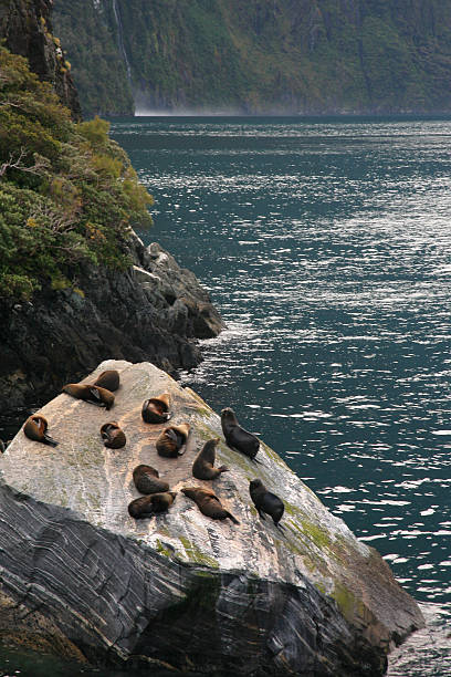 istock Seals lying on the rock,milford sound 462542029
