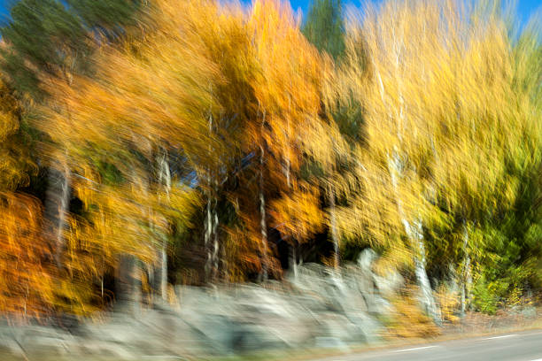 Nature background; zooming quickly into Autumn trees