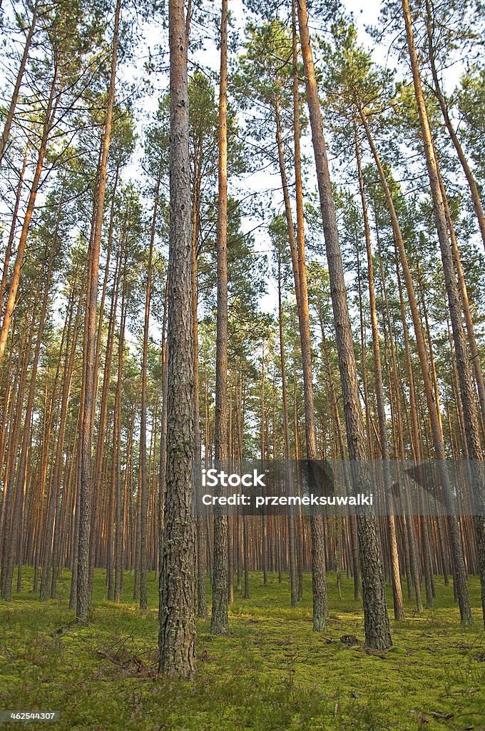 Bosque de pinos - Foto de stock de Abeto libre de derechos