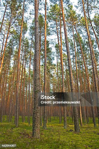 Bosque De Pinos Foto de stock y más banco de imágenes de Abeto - Abeto, Abrillantar, Aguja - Parte de planta