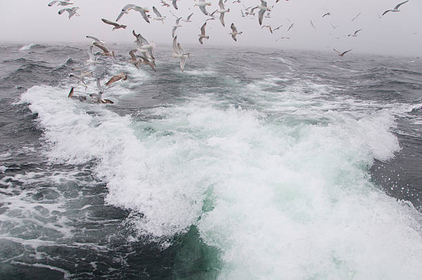 istock Deep sea fishing. The catch of cod. 462544317