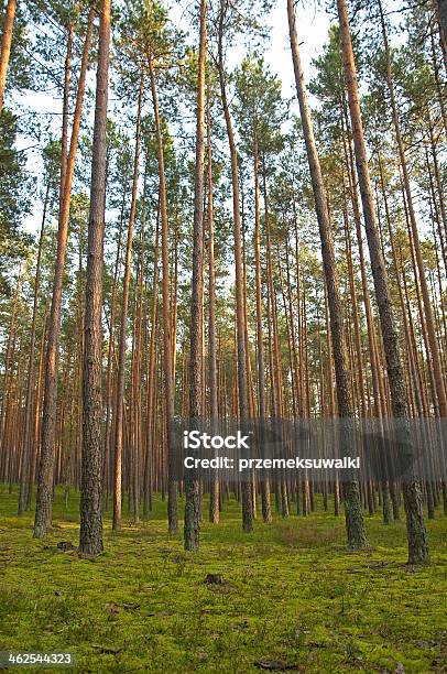 Pine Forest - zdjęcia stockowe i więcej obrazów Bajka - Bajka, Cisza, Drewno - Tworzywo
