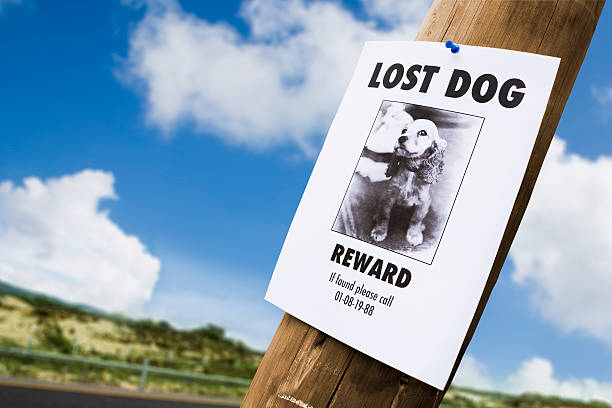 lost dog affiche à crampons pour un lightpost - lost pet photos et images de collection