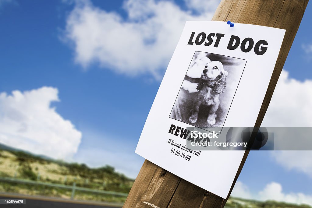 Lost dog poster nailed to a lightpost lost puppy poster on a lightpost Dog Stock Photo