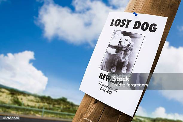 Lost Dog Poster Nailed To A Lightpost Stock Photo - Download Image Now - Dog, Lost, Poster