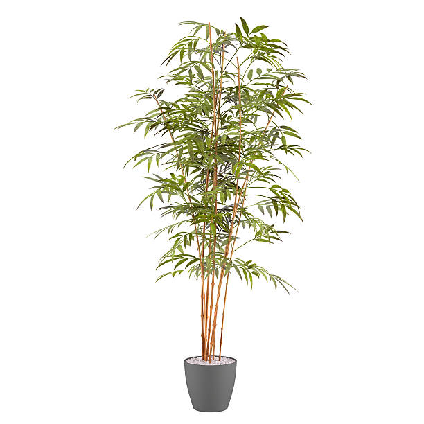 istock bamboo plant in the pot 462547095