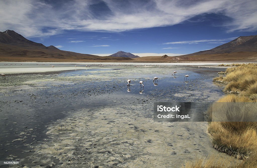 Scenic lagoon in Bolivia, South America Laguna Hedionda Scenic lagoon in Bolivia, South America Laguna Hedionda, Bolivia Altiplano Stock Photo