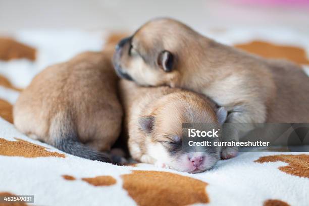 Closeup Portrait Pomeranian Dog Stock Photo - Download Image Now - Animal, Animal Body Part, Animal Head