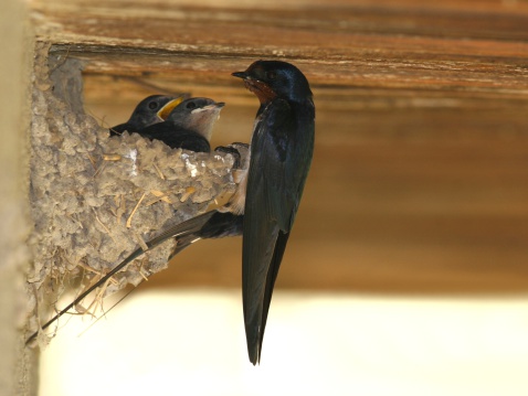 Barn swallow perched on his nest with little swallows
