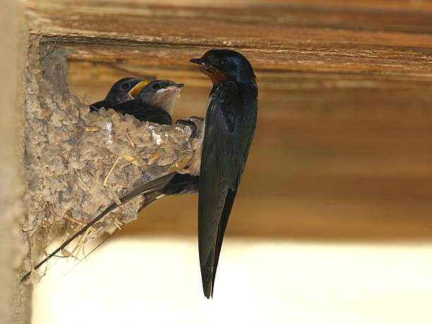 Mother Barn swallow perched on his nest with little swallows barn swallow stock pictures, royalty-free photos & images