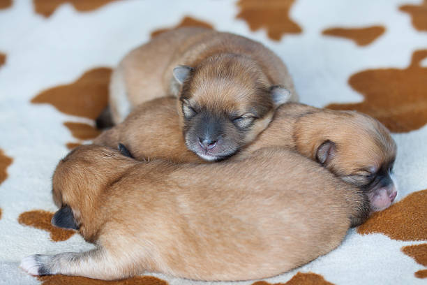 istock closeup portrait pomeranian dog 462549053