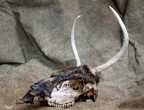 istock Skeleton Head of Spike Deer on Brown Background 462549293
