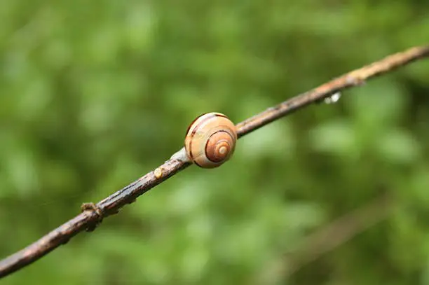 Snail to stick