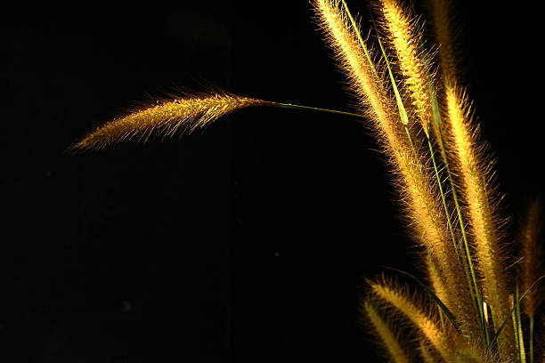 istock Flower foxtail weed in golden light on black background 462550753