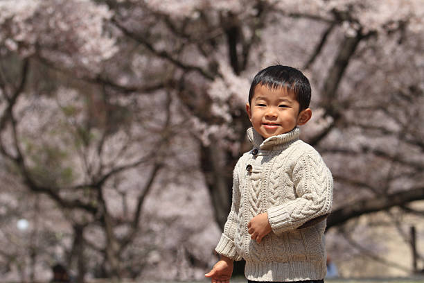 istock Japanese boy and the cherry blossoms 462551589