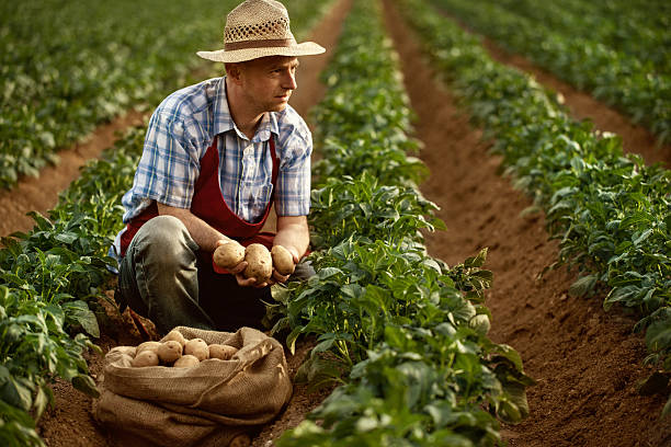 istock farmer looking his potato harvest at field row 462555459
