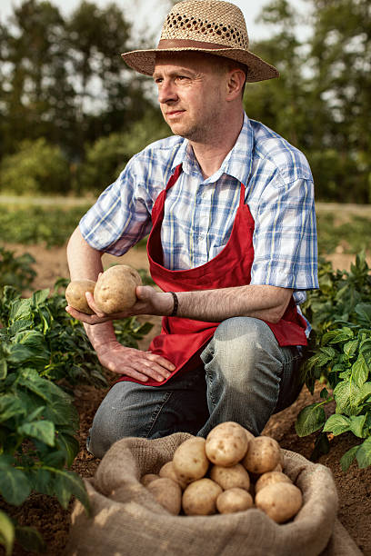 istock farmer looking his potato harvest at field row 462555467