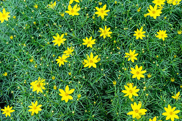 istock Daisy flowers. Yellow flowers 462556969