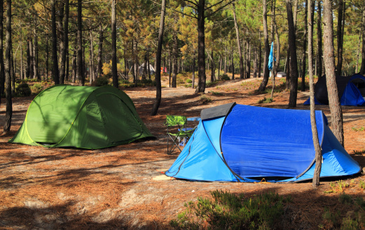 Wilderness camping in a pine forest. Alentejo Region, Portugal.