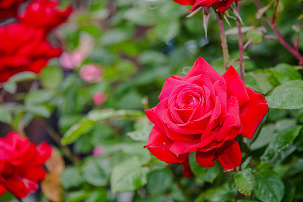 istock Red rose in garden 462567325