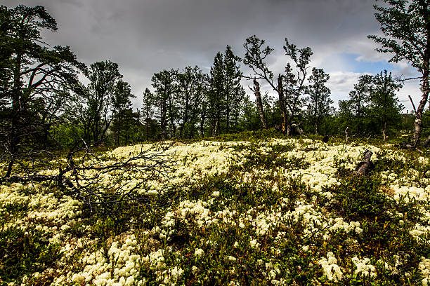 Rondane Norway colorful nature stock photo