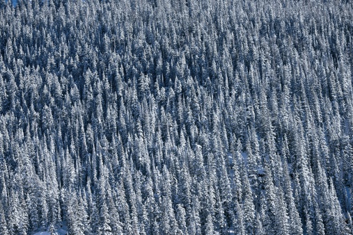 Spruce-Fir Forest Background. Winter Alpine Forest Background.