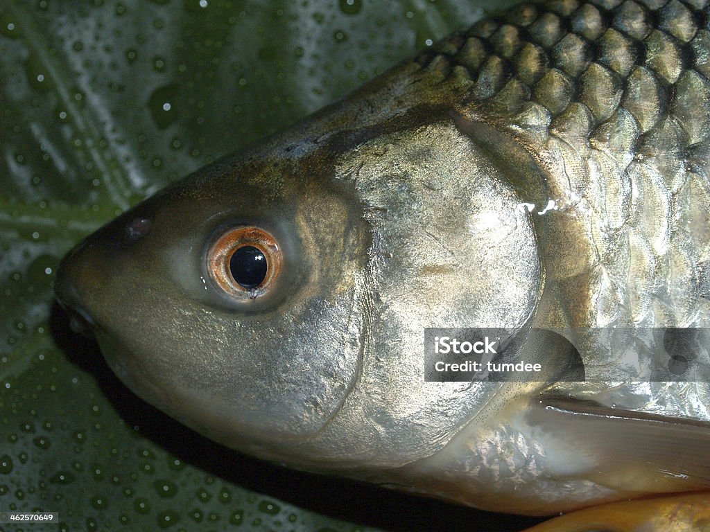 Fish Raw in market for cooking Close-up Stock Photo