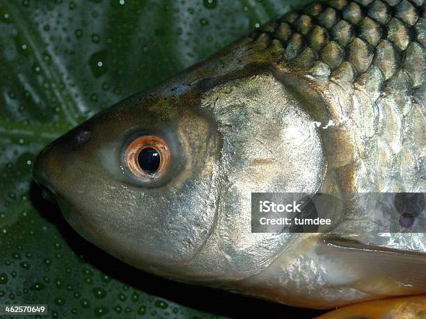 Fish Raw In Market For Cooking Stock Photo - Download Image Now - Close-up, Costa Dorada, Food
