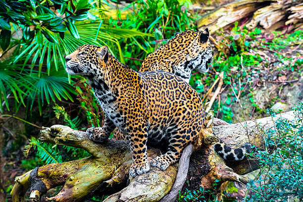 istock Joung Jaguar Cat 462570881