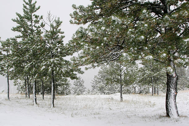 산 Snows 스톡 사진