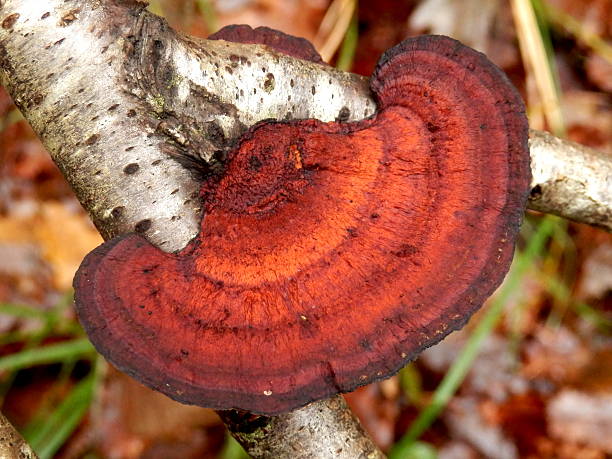istock Birch Mazegill Fungus 462571727